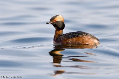 Horned Grebe on blue waters