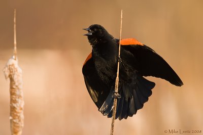 Red Winged Blackbird calling