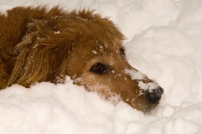 Baileys head in snow