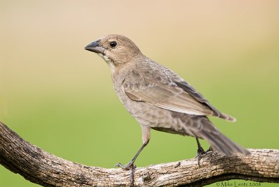 Cowbird (female)