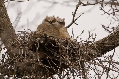 Great Horned Owl babies