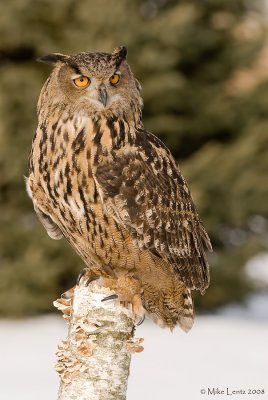 Eagle Owl on birch log