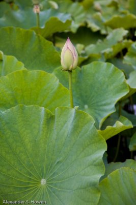 Lotus flower - 4