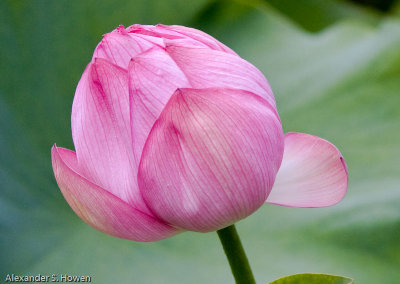 Lotus flower -3