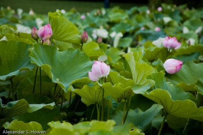 Lotus flowers