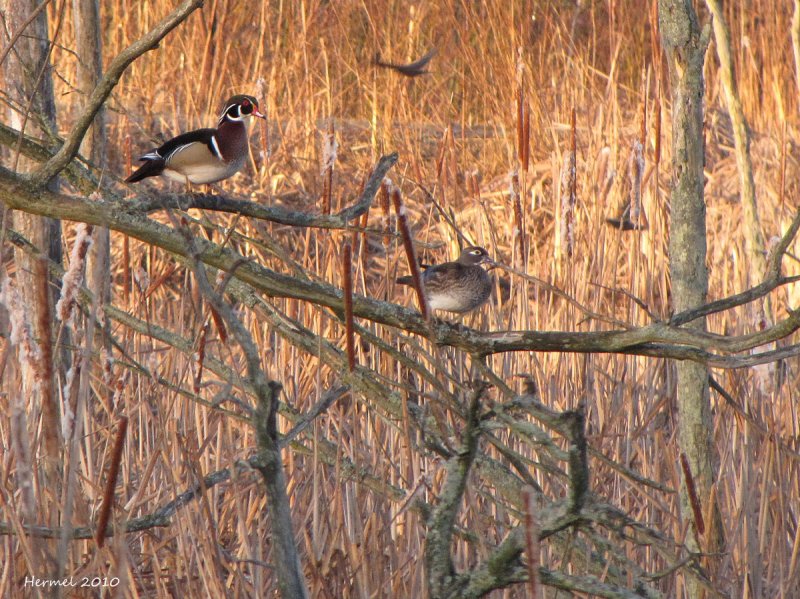 Canard branchu -  Wood Duck