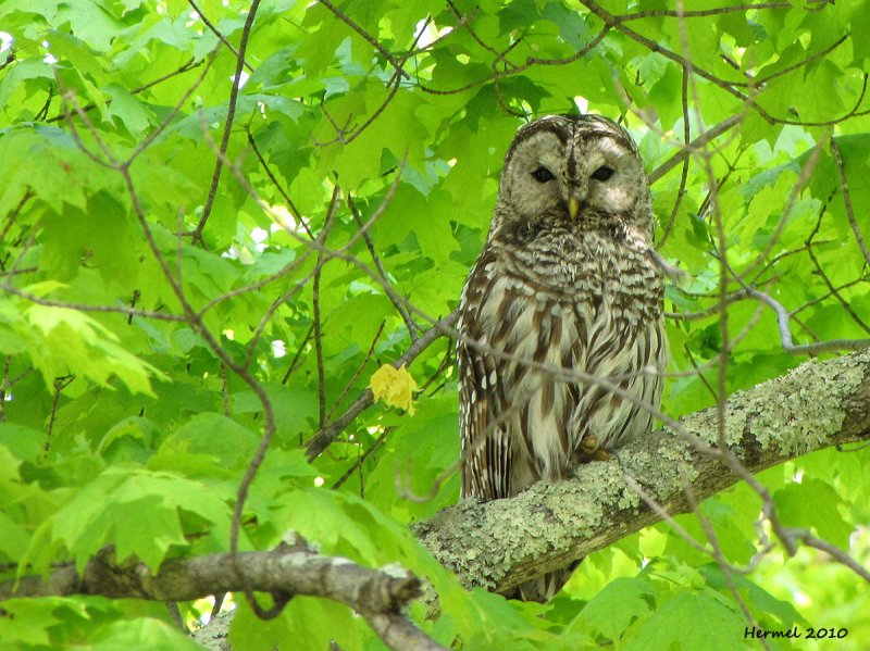 Chouette raye - Barred Owl