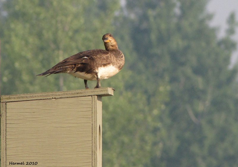 Harle couronn - Hooded Merganser