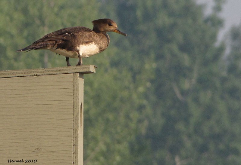 Harle couronn - Hooded Merganser