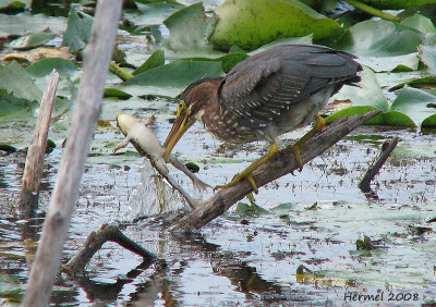 Hron vert - Green Heron