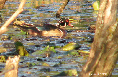 Canard branchu - Wood Duck