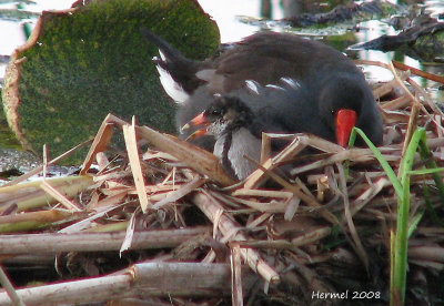 Gallinule et bb - Common Moorhen and baby