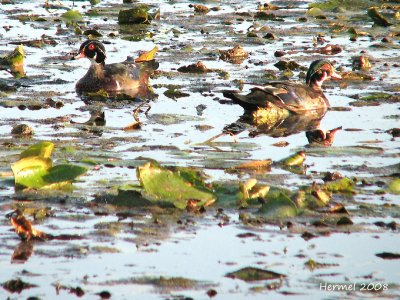 Canard Branchu - Wood Duck