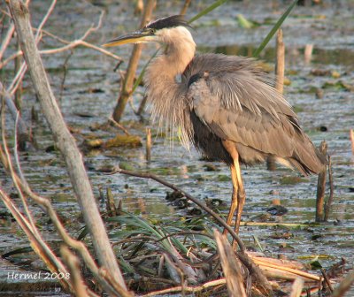 Grand Héron - Great Blue Heron