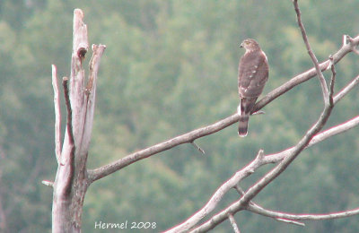 Epervier brun - Sharp-shinned Hawk