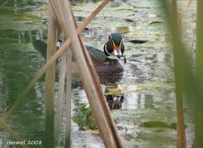 Canard Branchu - Wood Duck