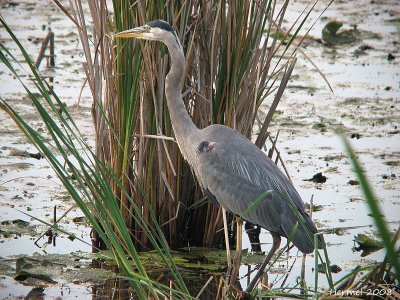 Grand Hron - Great Blue Heron