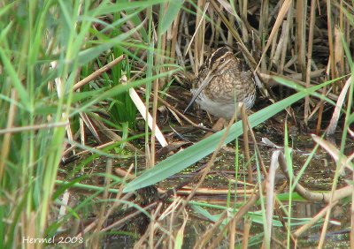 Bcassine de Wilson - Common Snipe