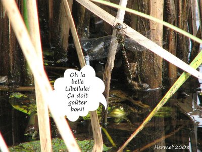 La libellule et la grenouille - The dragonfly and the frog