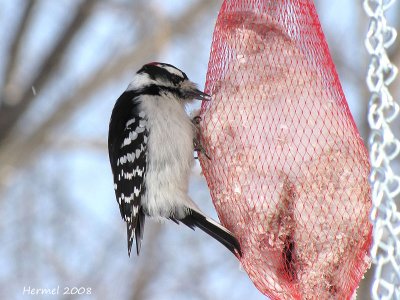 Pic mineur - Downy Woodpecker