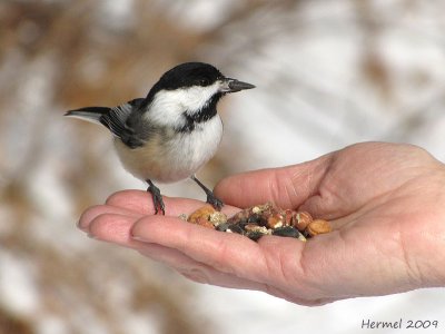 Mésange à tête noire - Black-capped Chickadee