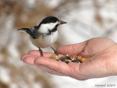 Msange  tte noire - Black-capped Chickadee