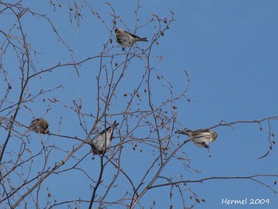 Sizerin flammé - Common Redpoll