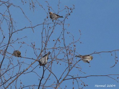 Sizerin flamm - Common Redpoll