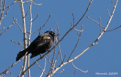 Quiscale bronzé - Common Grackle