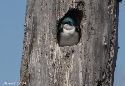 Hirondelle bicolore - Tree Swallow