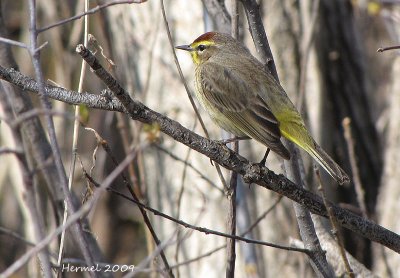 Paruline  couronne rousse - Palm Warbler