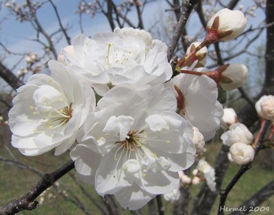 Cerisier -Cherry tree