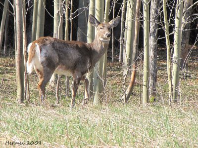 Chevreuil(Cerf de Virginie) - Deer