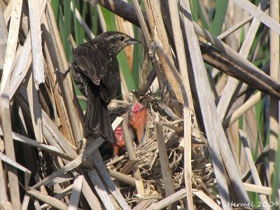 Carouge - Nourrir la famille - Carouge à épaulettes- Red-winged Blackbird - Feeding the family
