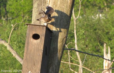 Canard branchu -  Wood Duck