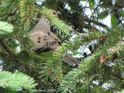 Tourterelle triste - Mourning Dove