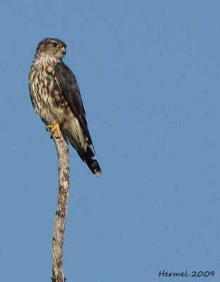 Faucon Émérillon - Merlin