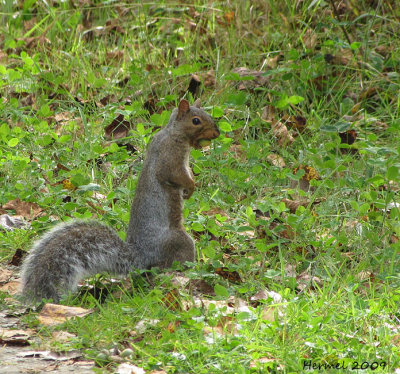 Ecureuil - Squirrel