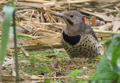 Pic flamboyant - Northern Flicker