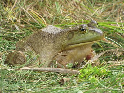Ouaouaron - Bullfrog