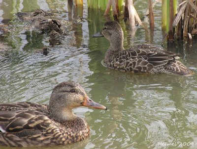 Colvert, Sarcelle a ailes bleues - Mallard, Blue-winged Teal