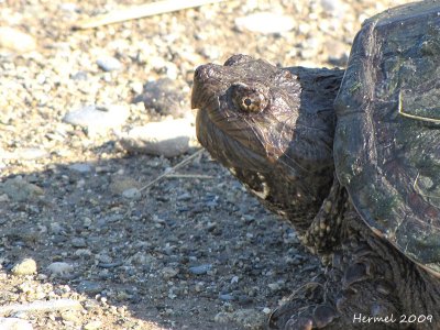 Tortue serpentine - Snapping turtle