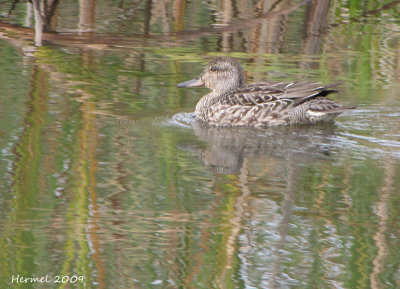 Sarcelle d'hiver - Green-winged Teal