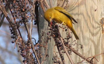 Piranga Vermillon - Summer Tanager