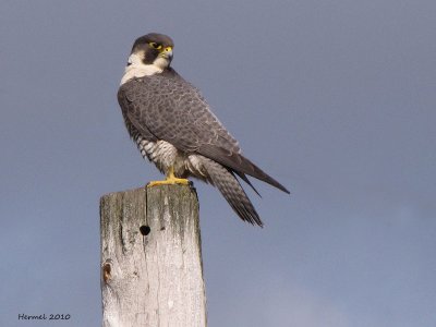 Faucon plerin - Peregrine Falcon