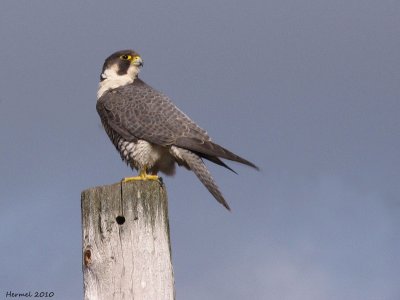 Faucon plerin - Peregrine Falcon