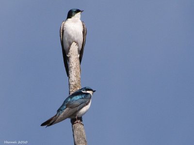 Hirondelle bicolore - Tree Swallow