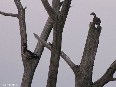 Canard branchu -  Wood Duck