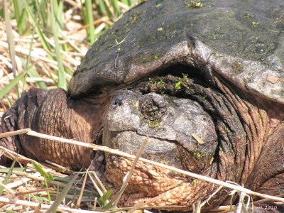Tortue serpentine - Snapping turtle