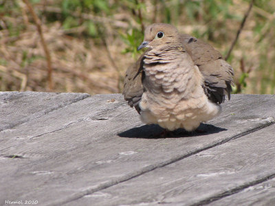 Tourterelle triste - Mourning Dove